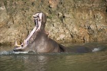 Hippo with open jaws on water surface against shore — Stock Photo