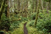 Fogliame lussureggiante in una foresta pluviale temperata, Cape Scott Provincial Park; British Columbia, Canada — Foto stock
