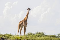 Giraffe steht auf grünem Gras vor bewölktem Himmel und blickt in die Kamera — Stockfoto