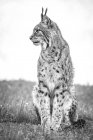 Black and white picture of lynx sitting and looking away outdoors — Stock Photo