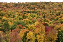 Feuillage coloré d'automne dans une forêt ; Dunham, Québec, Canada — Photo de stock