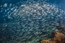 Ecole de poissons nageant sous l'eau de mer au-dessus du fond marin — Photo de stock