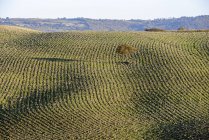 Vista del campo geen erba con albero durante il giorno — Foto stock
