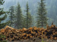 Madeiras de madeira empilhadas na floresta contra árvores e floresta exuberante no fundo — Fotografia de Stock