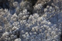 Пташиного польоту морозний дерева; Аляска, Сполучені Штати Америки — стокове фото