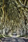 The Dark Hedges From The Game Of Thrones Television Series, Beech Trees Along A Road; Ballymoney, Ireland — Stock Photo