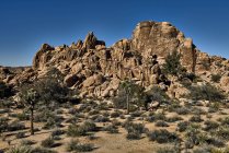 View of filed with hill and plants, Joshua Tree National Park; California, United States Of America — Stock Photo