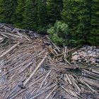 Mucha madera a la deriva sobre el agua del río en el bosque durante el día - foto de stock