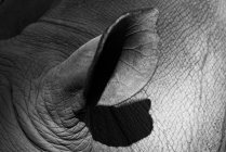 Immagine in bianco e nero di immagine parziale dell'orecchio ippopotamo — Foto stock