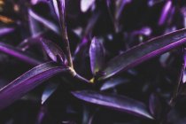 Vista de hojas de planta púrpura con fondo borroso - foto de stock