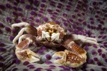 Front View of sea crab on sea bottom underwater — стоковое фото