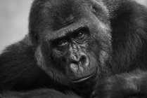 Black and white picture portrait or gorilla muzzle — Stock Photo