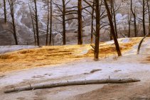 Згорів ліс від спеки на мамонтів Хот-Спрінгс, Єллоустоунський національний парк; Вайомінг, Сполучені Штати Америки — стокове фото