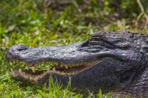 Vista lateral da cabeça de crocodilo sobre a grama verde com mandíbulas abertas — Fotografia de Stock