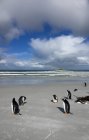 Пінгвіни на піщаному пляжі проти морською водою під хмарного неба — стокове фото