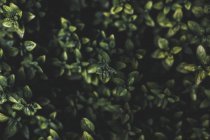 View of green leaves on bush on dark blurred background — Stock Photo