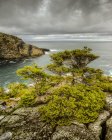 Agua de mar y acantilado rocoso con árboles y hierba creciendo sobre piedras bajo el cielo tormentoso - foto de stock