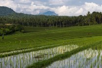 Рисових терас Північно-Балі; Балі, Індонезія — стокове фото