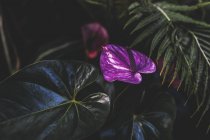 Вид на зелене і листя і один фіолетовий на темному тлі — стокове фото