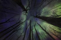 Vista de ángulo bajo de árboles sin hojas contra el cielo nocturno con luces - foto de stock