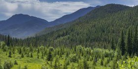 Большой лес над зеленой травой с холмами на заднем плане — стоковое фото