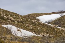 Rotwild-Rudel steht auf teilweise schneebedecktem Feld über Hügeln — Stockfoto