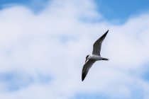 Vista da gaivota voando no céu contra o céu nublado — Fotografia de Stock