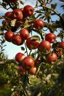 Manzanas rojas maduras en un manzano en un huerto; Quebec, Canadá - foto de stock