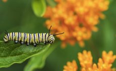Caterpillar sitting on green leaf  on green blurred background — Stock Photo
