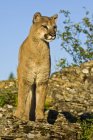 Lioness standing on ground during daytime and looking away — Stock Photo
