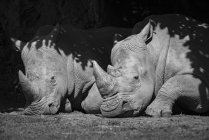 Чорно-біле зображення двох носорогів, що лежать на землі — стокове фото