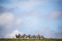 Zebras em pé no chão sob céu nublado — Fotografia de Stock
