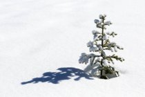 Закрыть одну маленькую вечнозеленую Три, бросающую тень на заснеженную Медоу, Питер Лоухид Фасиаль Парк; Калгари, Альберта, Канада — стоковое фото
