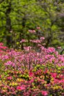 Azalea Garden, New York Botanical Garden ; Bronx, New York, États-Unis d'Amérique — Photo de stock