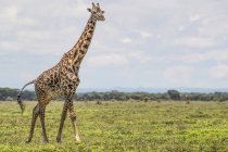 Giraffa che cammina sul campo con erba verde durante il giorno — Foto stock