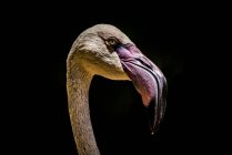 Retrato de flamingo sobre fundo preto — Fotografia de Stock