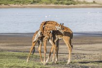 Жирафы, стоящие рядом друг с другом и обнимающие друг друга вокруг пруда — стоковое фото