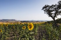 Blick auf Sonnenblumen auf Feld mit Bäumen und Hügeln im Hintergrund — Stockfoto