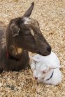 Une mère chèvre naine nigériane (Capra Aegagrus Hircus) et son enfant au repos, Beacon Hill Park ; Victoria, Colombie-Britannique, Canada — Photo de stock