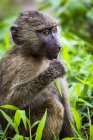 Primer plano del babuino olivo bebé (Papio anubis) comiendo hoja; Tanzania - foto de stock