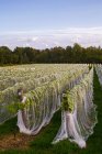 Виноградник з рядами Фронтенак Gris винограду ростуть і загорнуте в захисні тканини; Місті Shefford, Квебек, Канада — стокове фото
