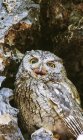Western Screech Owl (Megascops kennicottii) fica em um carvalho, Lithia Park; Ashland, Oregon, Estados Unidos da América — Fotografia de Stock