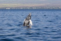 Uma baleia jubarte recém-nascida (Megaptera novaeangliae) viola; Maui, Havaí, Estados Unidos da América — Fotografia de Stock