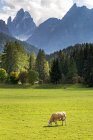 Pâturage bovin sur prairie alpine avec des pics accidentés en arrière-plan ; Sesto, Bolzano, Italie — Photo de stock