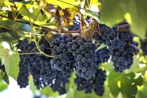 Trauben von violetten Trauben hängen an der Rebe; Caldaro, Bozen, Italien — Stockfoto