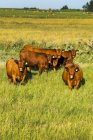 Cattle grazing in a grass field with blue sky, South of Beiseker; Alberta, Canada — Stock Photo