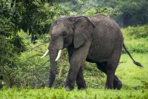 Elefante africano (Loxodonta africana) passa davanti all'acacia nella radura, cratere di Ngorongoro; Tanzania — Foto stock