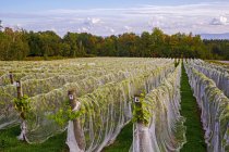 Виноградник с рядами винограда Frontenac Gris растет и драпируется в защитной ткани; Шеффорд, Квебек, Канада — стоковое фото