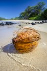 Primer plano de un coco lavado en tierra en Big Beach; Makena, Maui, Hawaii, Estados Unidos de América - foto de stock