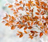Geada de capim na folhagem de um arbusto no nevoeiro; Surrey, British Columbia, Canadá — Fotografia de Stock